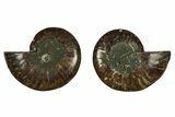 Cut & Polished, Agatized Ammonite Fossil - Madagascar #344088-1